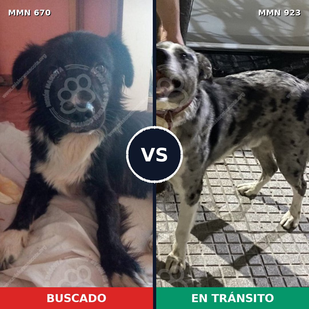 Comparativa MMS 14806: mascota perdida y mascota encontrada, 65% de similitud