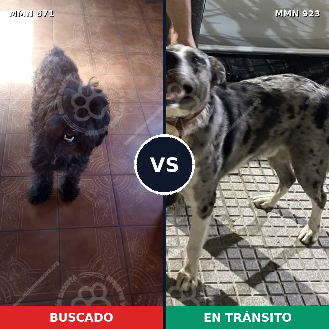 Comparativa MMS 14807: mascota perdida y mascota encontrada, 42% de similitud