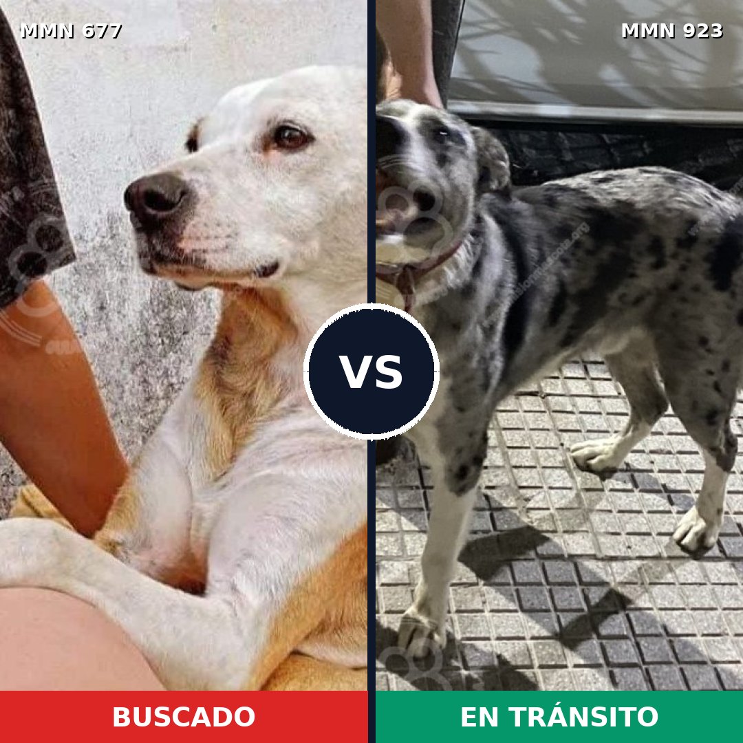 Comparativa MMS 14809: mascota perdida y mascota encontrada, 75% de similitud
