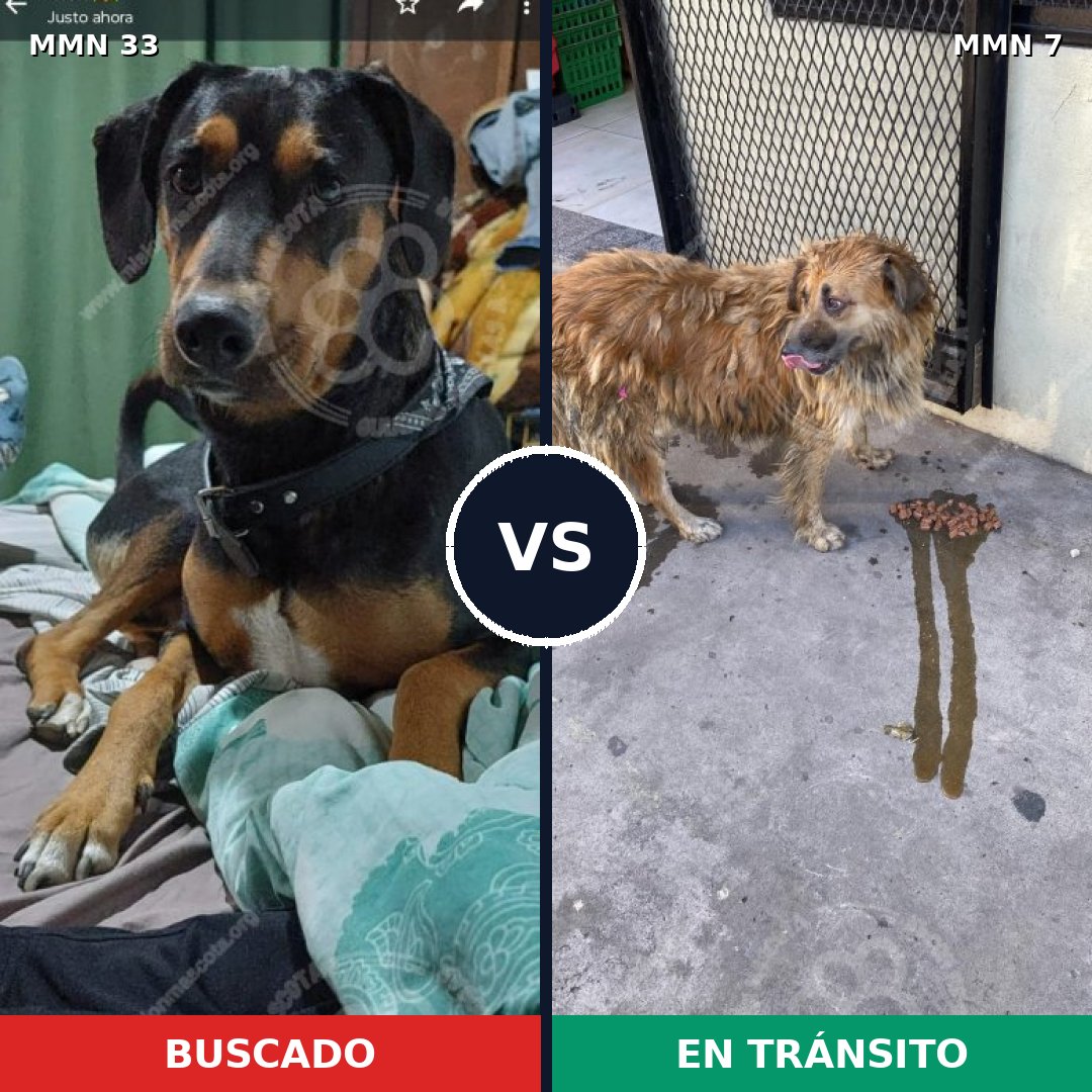 Comparativa MMS 1481: mascota perdida y mascota encontrada, 75% de similitud