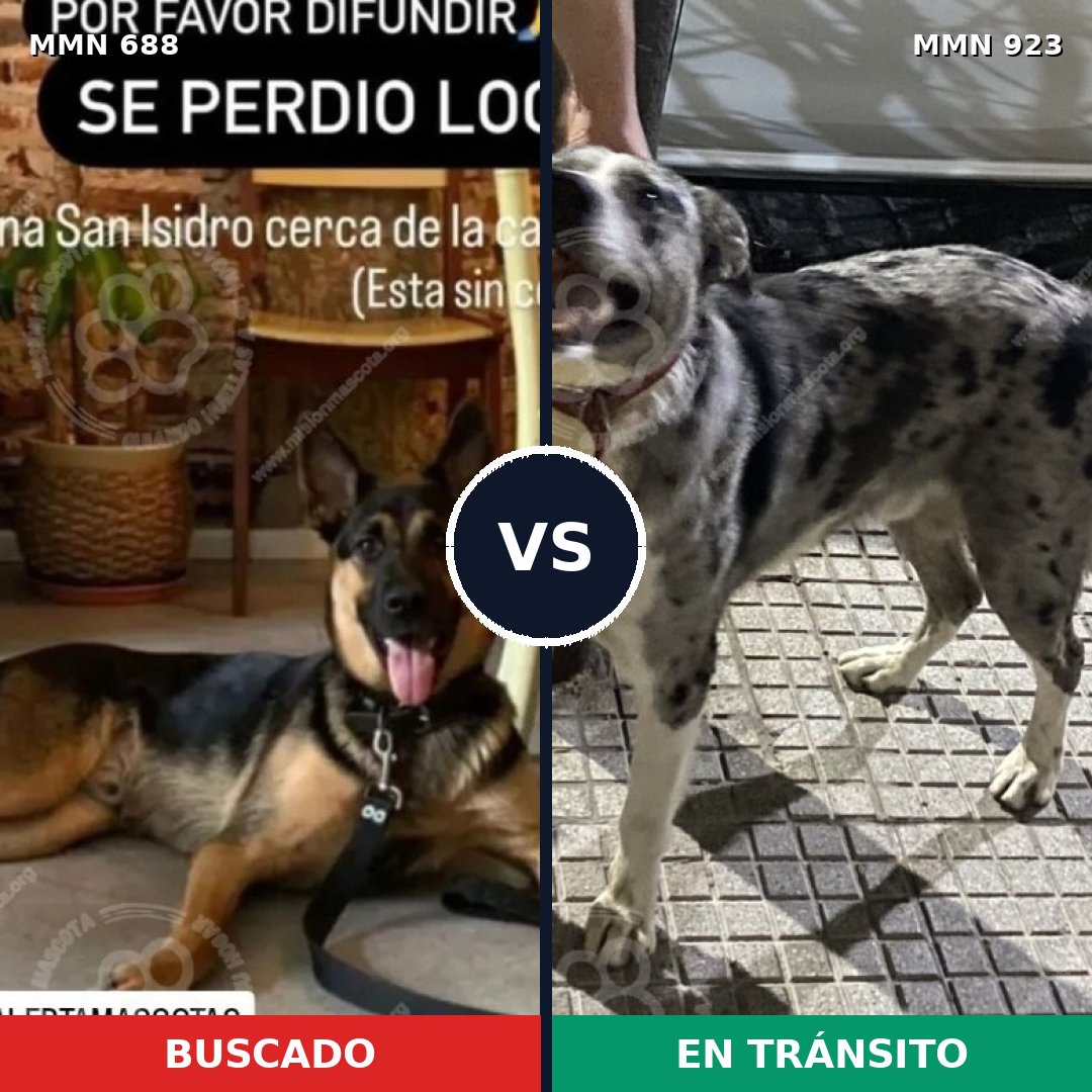 Comparativa MMS 14810: mascota perdida y mascota encontrada, 32% de similitud