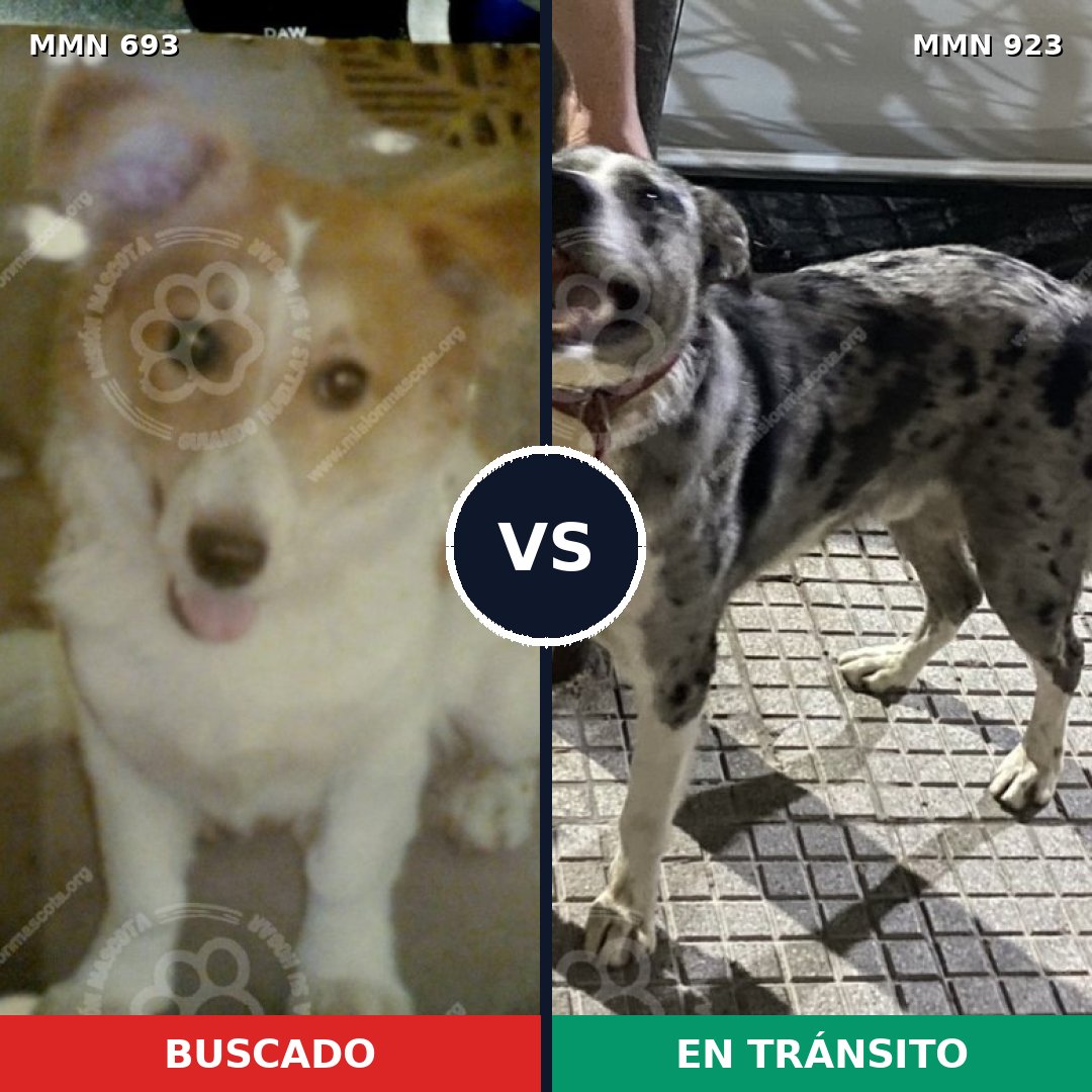 Comparativa MMS 14811: mascota perdida y mascota encontrada, 55% de similitud