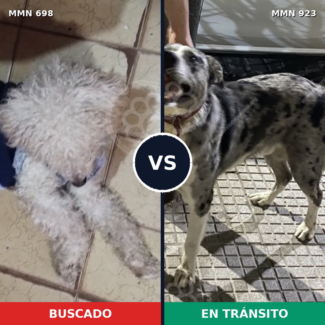 Comparativa MMS 14812: mascota perdida y mascota encontrada, 38% de similitud