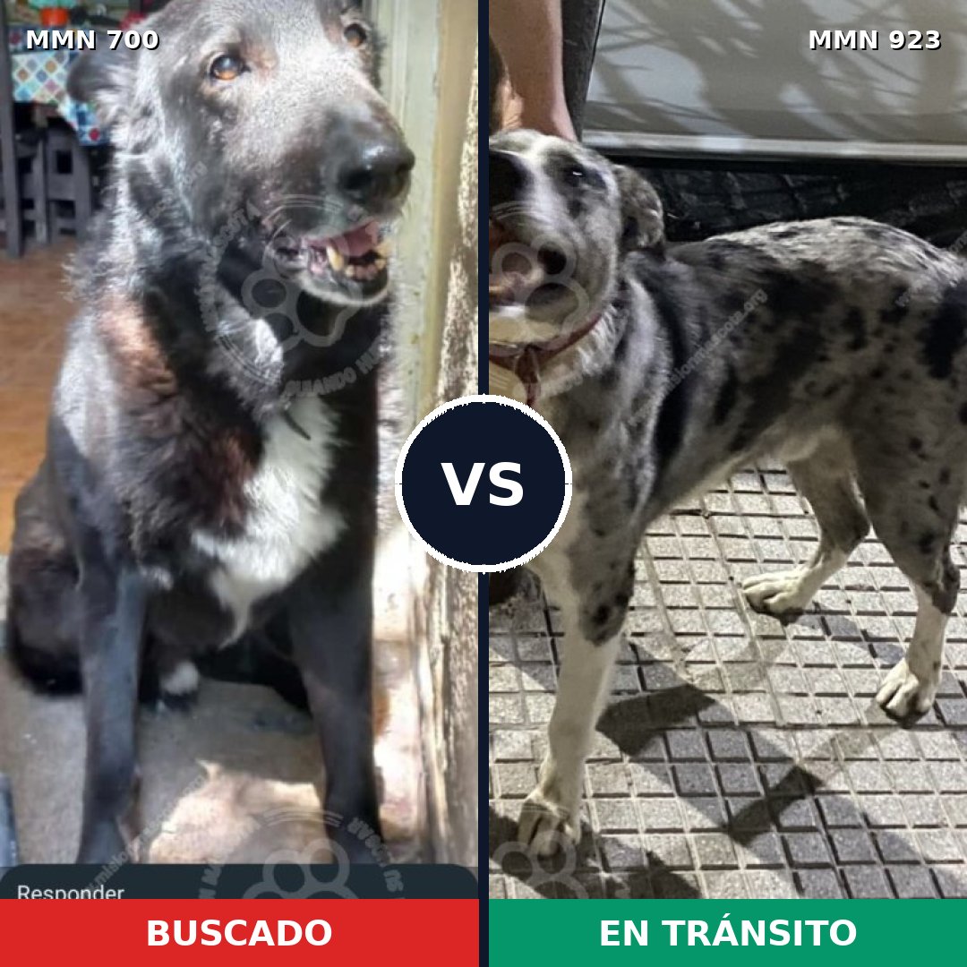 Comparativa MMS 14813: mascota perdida y mascota encontrada, 33% de similitud