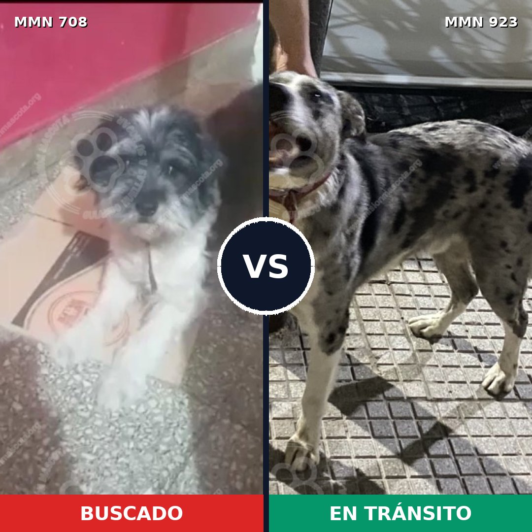 Comparativa MMS 14815: mascota perdida y mascota encontrada, 40% de similitud