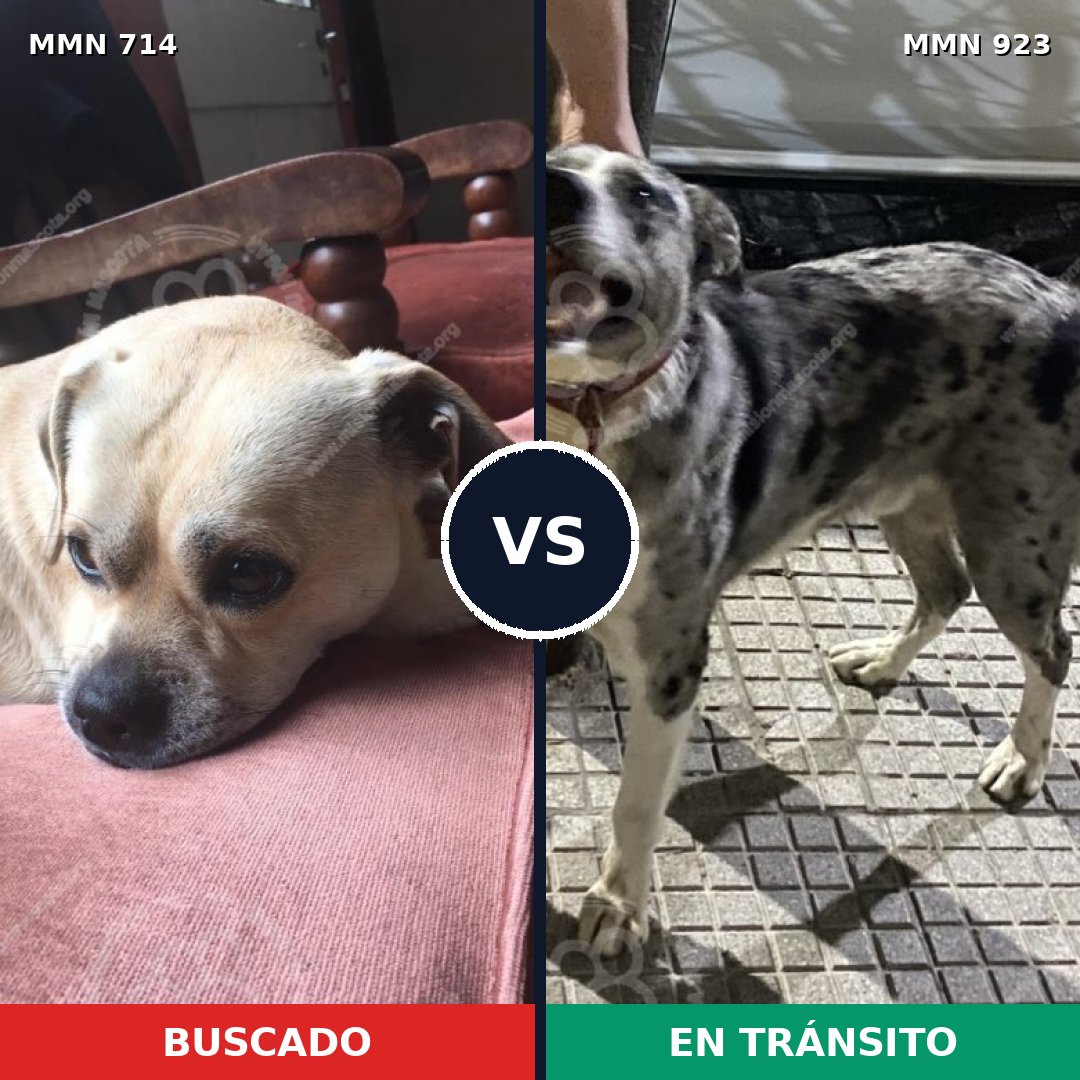 Comparativa MMS 14816: mascota perdida y mascota encontrada, 53% de similitud