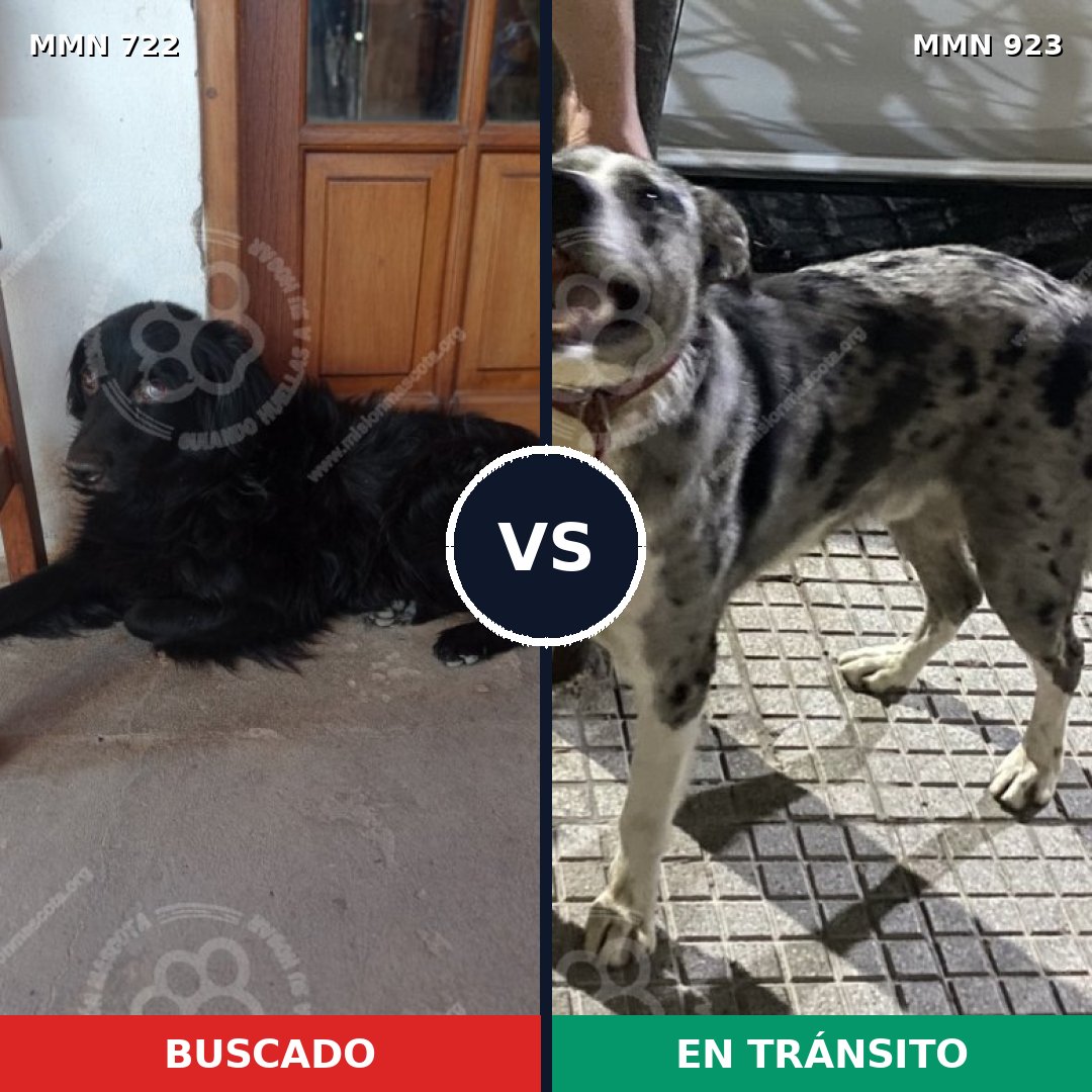 Comparativa MMS 14817: mascota perdida y mascota encontrada, 49% de similitud