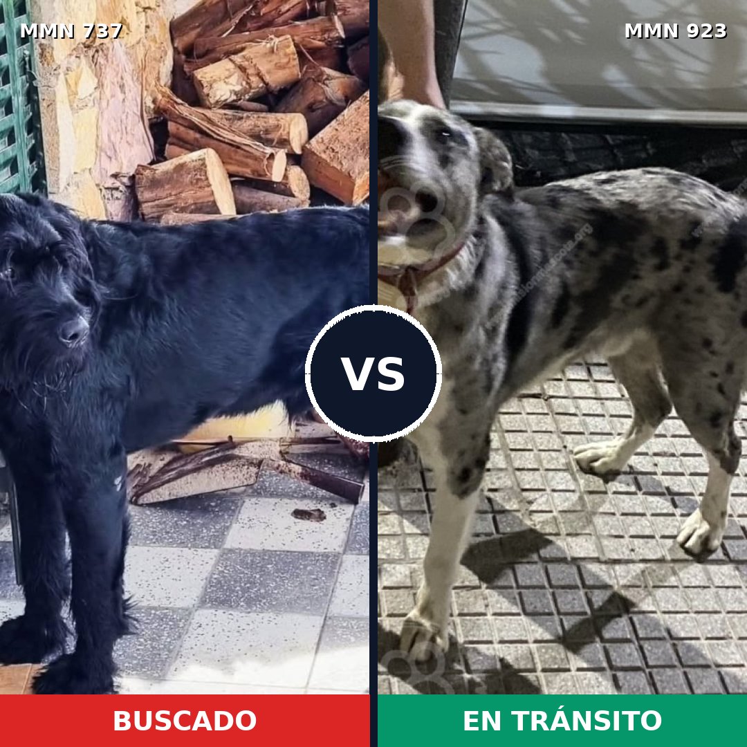 Comparativa MMS 14818: mascota perdida y mascota encontrada, 30% de similitud