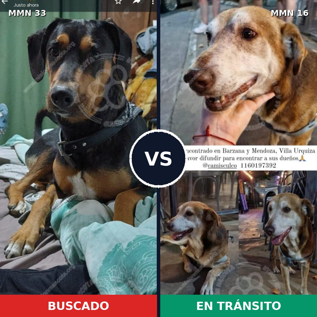 Comparativa MMS 1482: mascota perdida y mascota encontrada, 72% de similitud