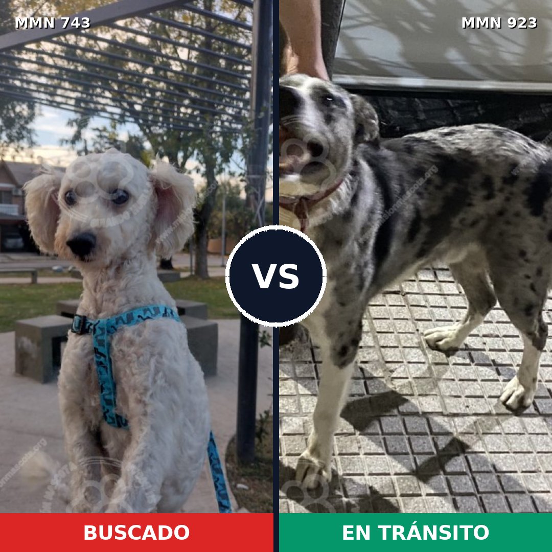 Comparativa MMS 14820: mascota perdida y mascota encontrada, 48% de similitud