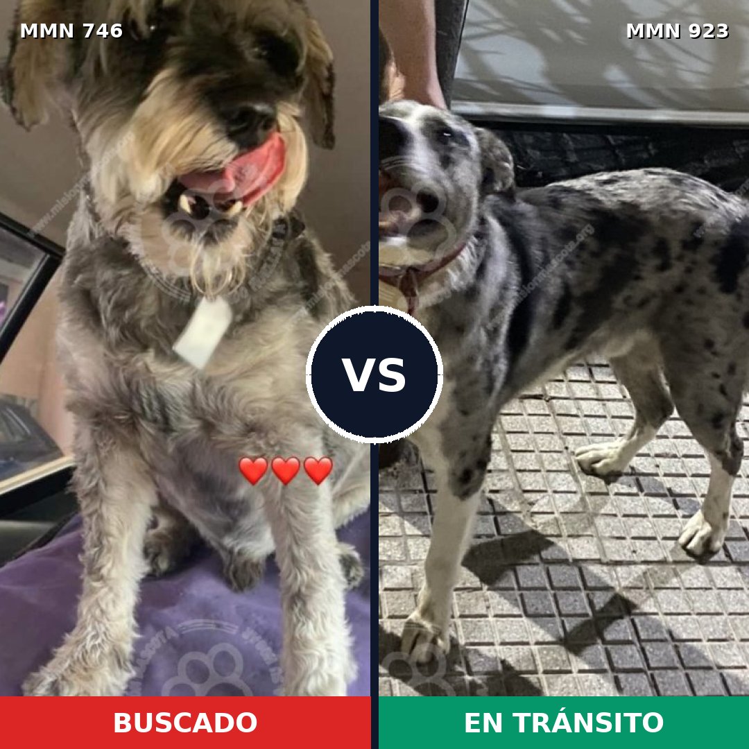 Comparativa MMS 14822: mascota perdida y mascota encontrada, 66% de similitud