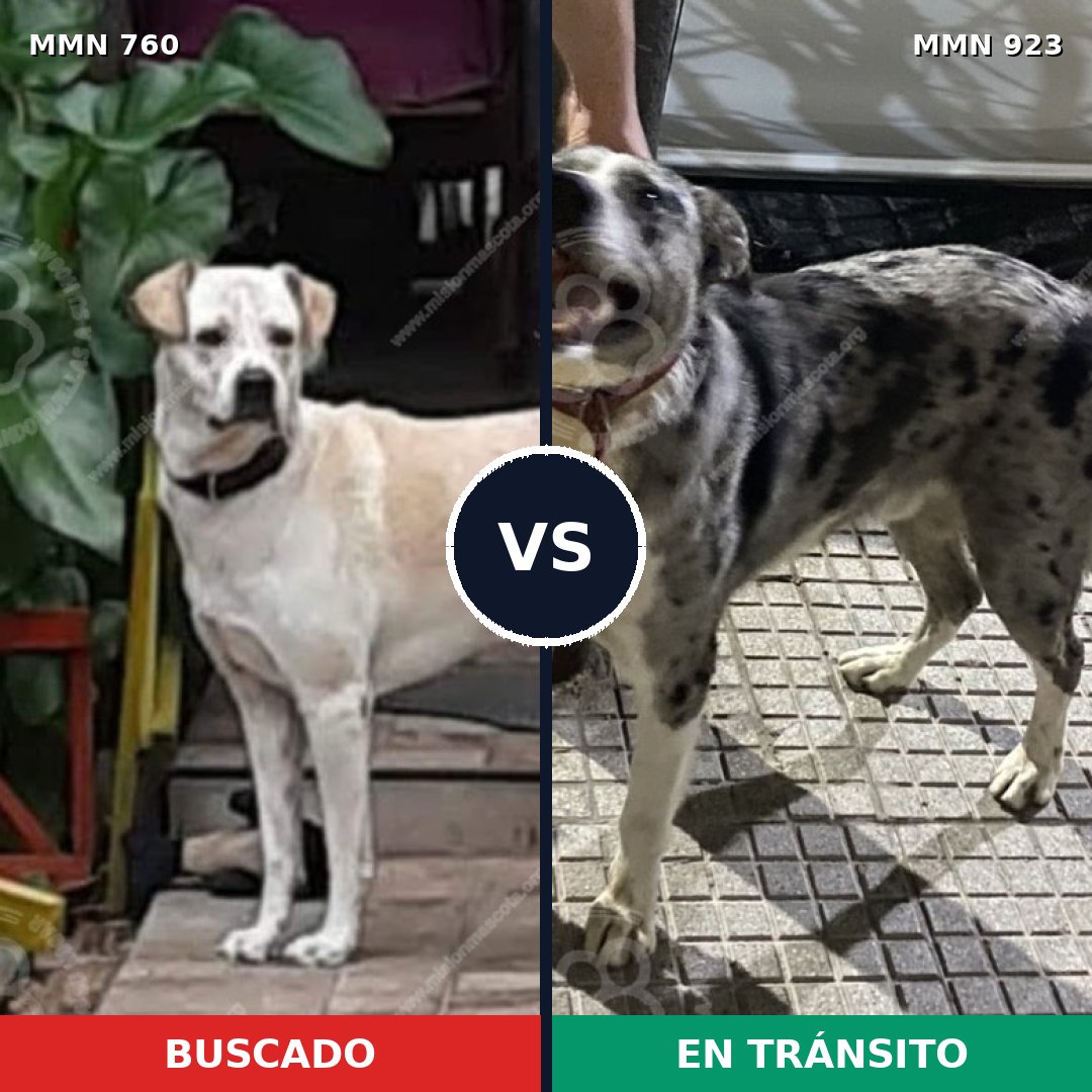 Comparativa MMS 14823: mascota perdida y mascota encontrada, 53% de similitud