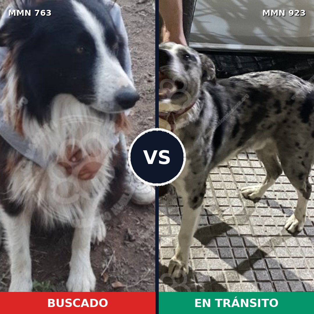 Comparativa MMS 14825: mascota perdida y mascota encontrada, 44% de similitud