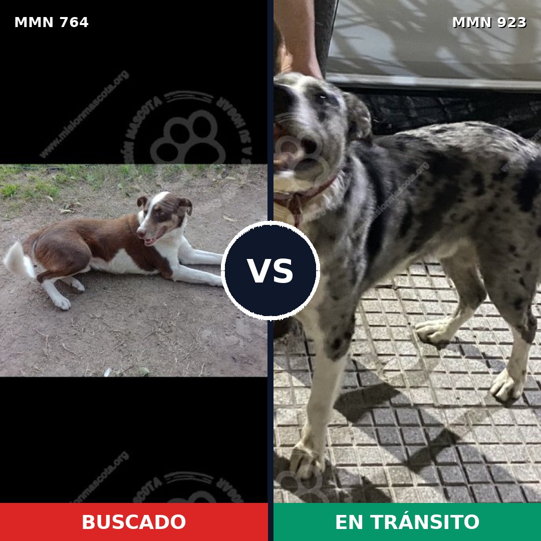 Comparativa MMS 14826: mascota perdida y mascota encontrada, 37% de similitud