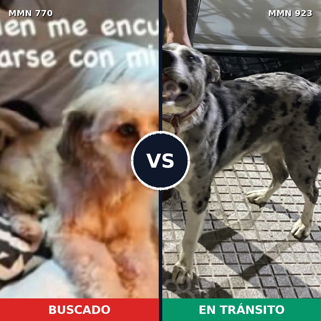 Comparativa MMS 14829: mascota perdida y mascota encontrada, 63% de similitud