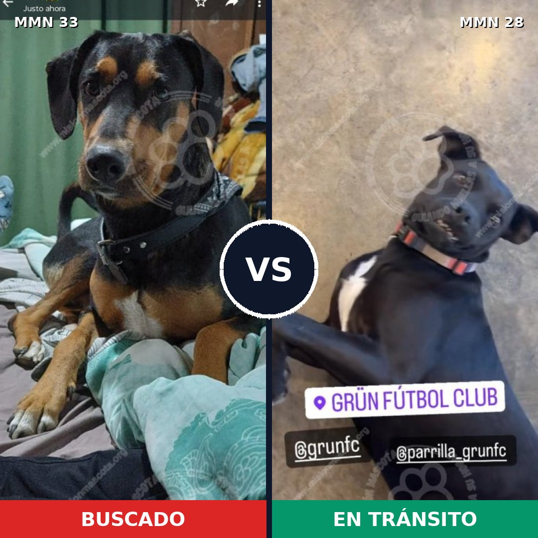 Comparativa MMS 1483: mascota perdida y mascota encontrada, 78% de similitud