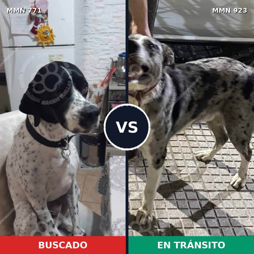 Comparativa MMS 14830: mascota perdida y mascota encontrada, 43% de similitud