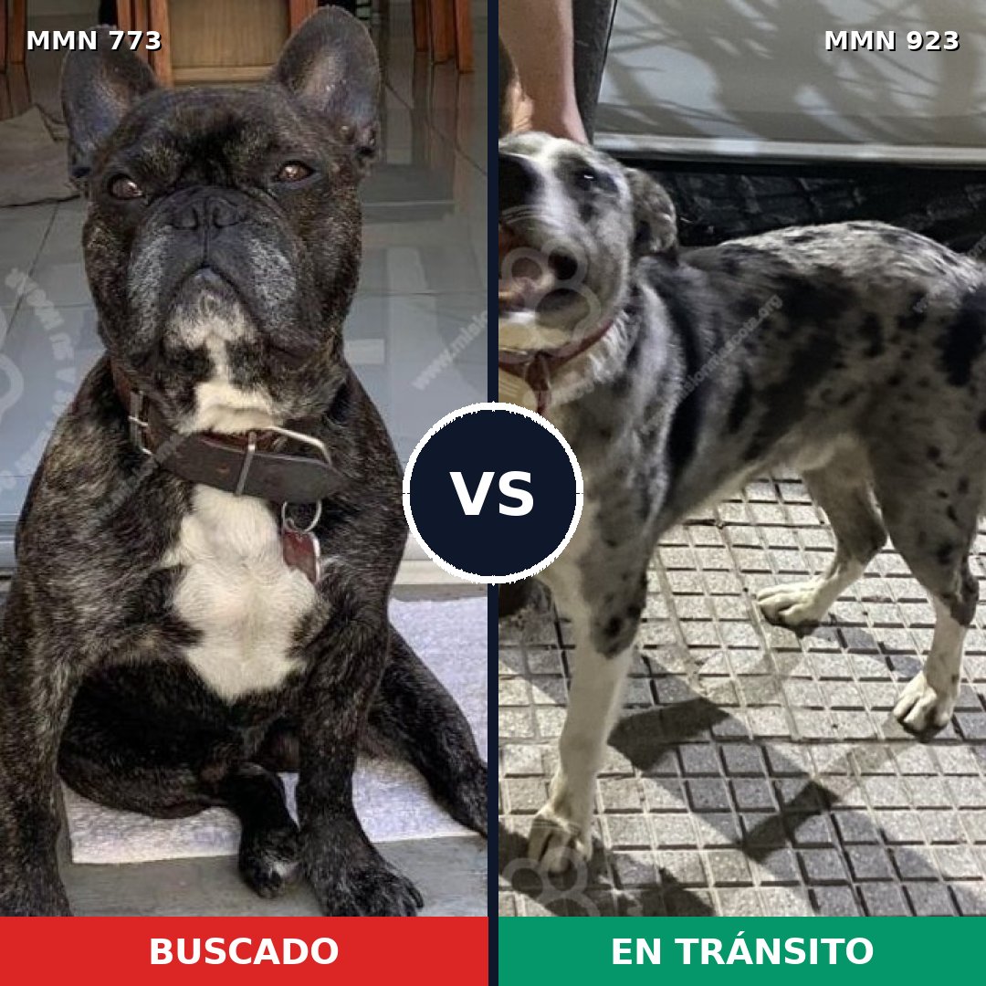 Comparativa MMS 14831: mascota perdida y mascota encontrada, 47% de similitud