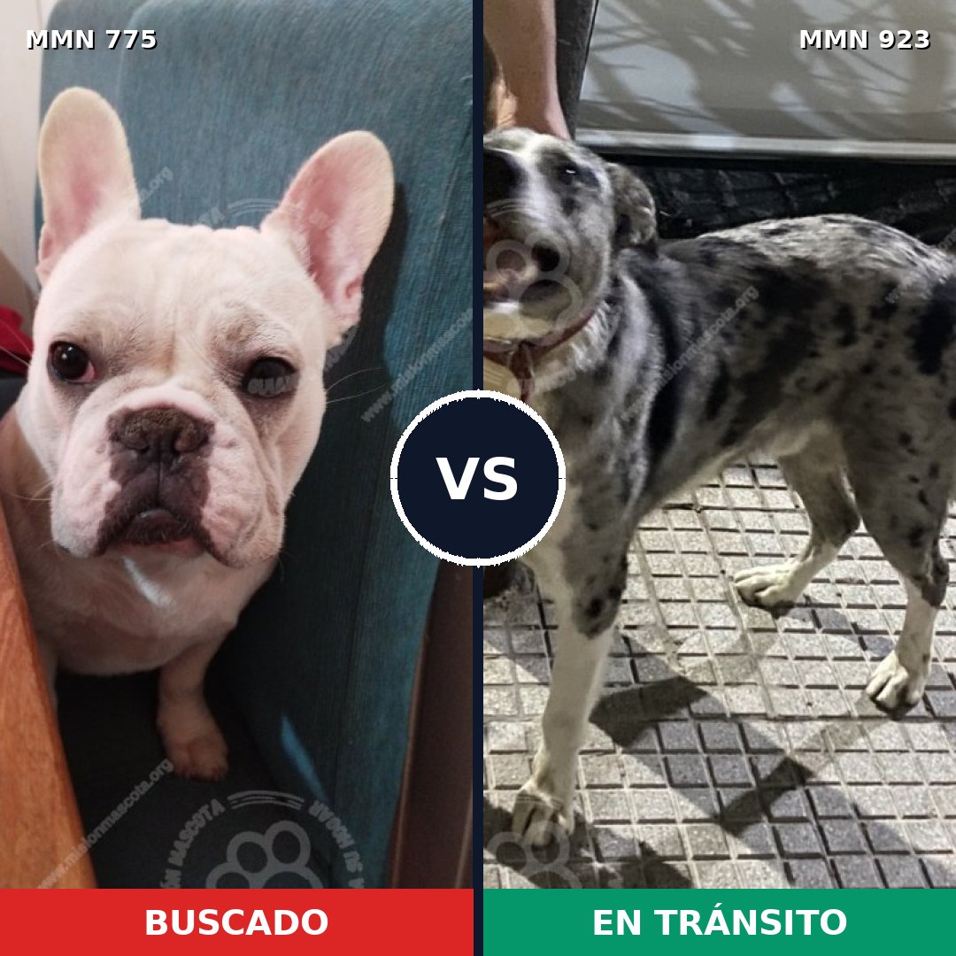 Comparativa MMS 14832: mascota perdida y mascota encontrada, 43% de similitud
