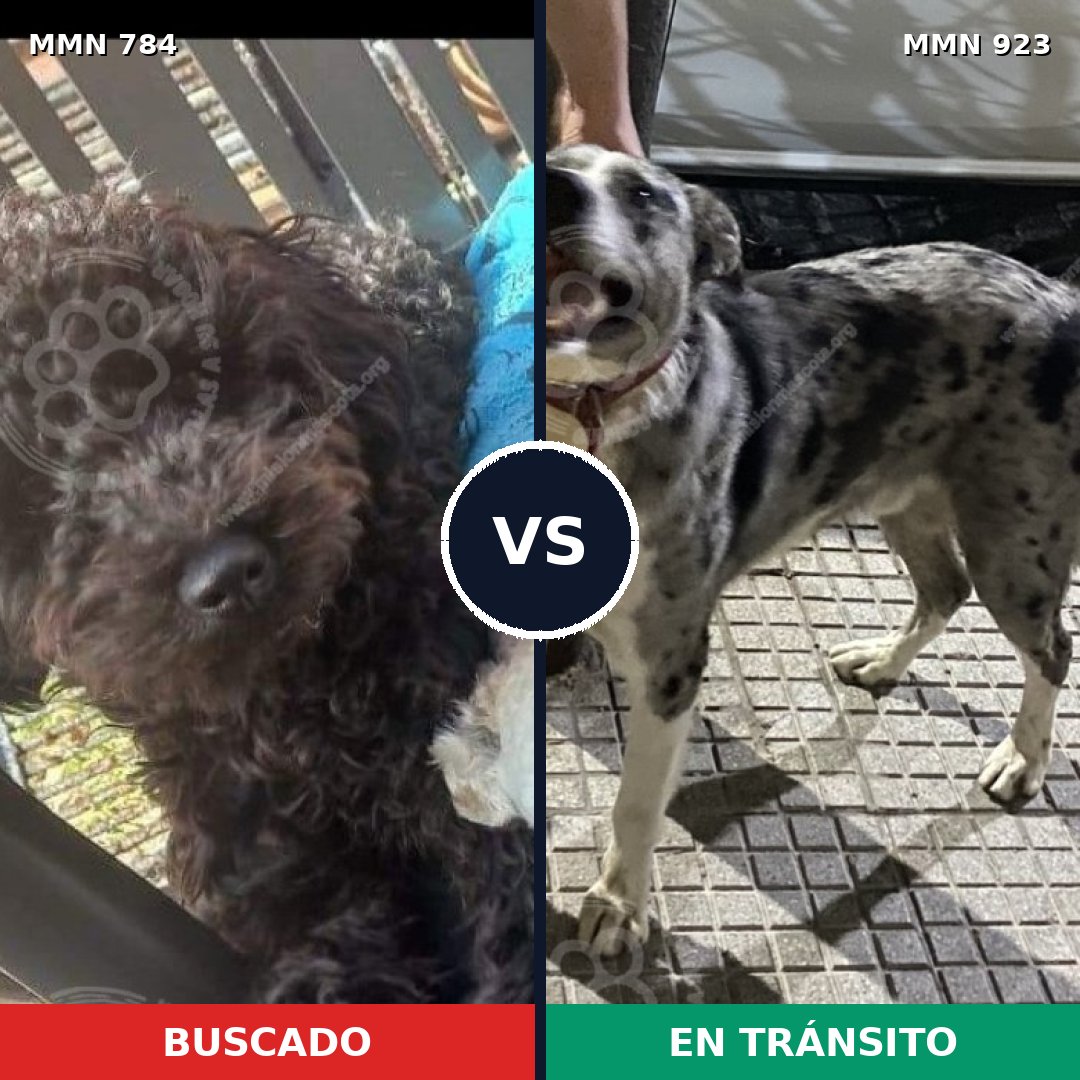 Comparativa MMS 14835: mascota perdida y mascota encontrada, 43% de similitud