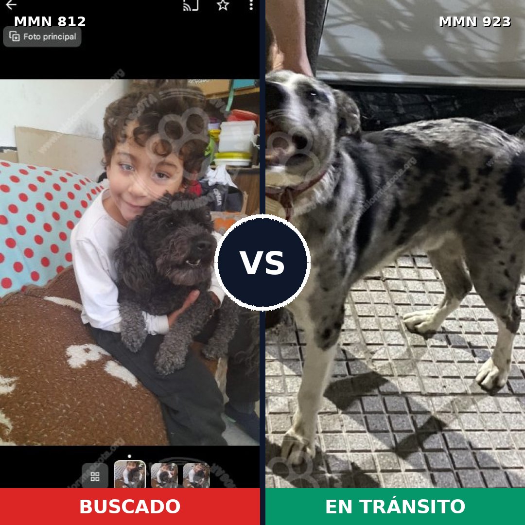 Comparativa MMS 14838: mascota perdida y mascota encontrada, 32% de similitud