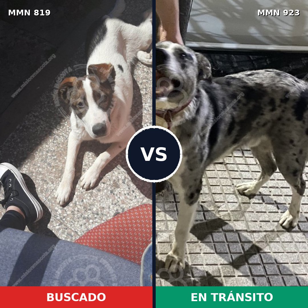 Comparativa MMS 14840: mascota perdida y mascota encontrada, 72% de similitud