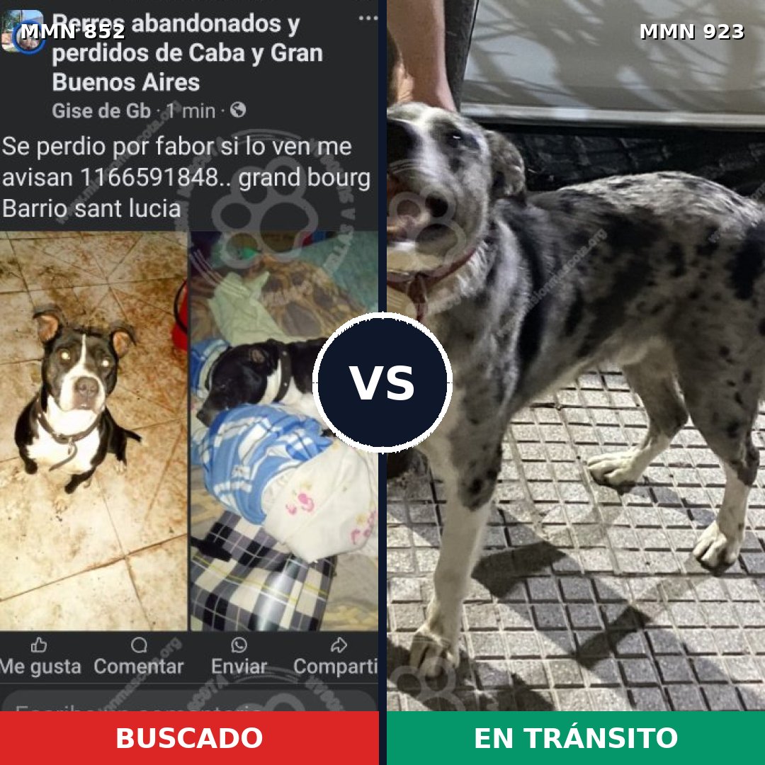 Comparativa MMS 14845: mascota perdida y mascota encontrada, 43% de similitud