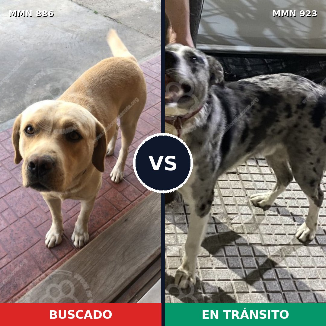 Comparativa MMS 14849: mascota perdida y mascota encontrada, 44% de similitud