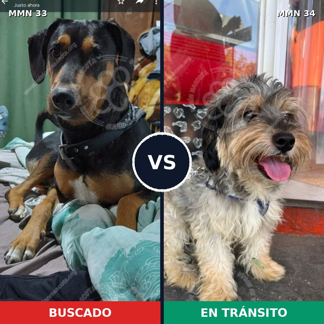 Comparativa MMS 1485: mascota perdida y mascota encontrada, 52% de similitud