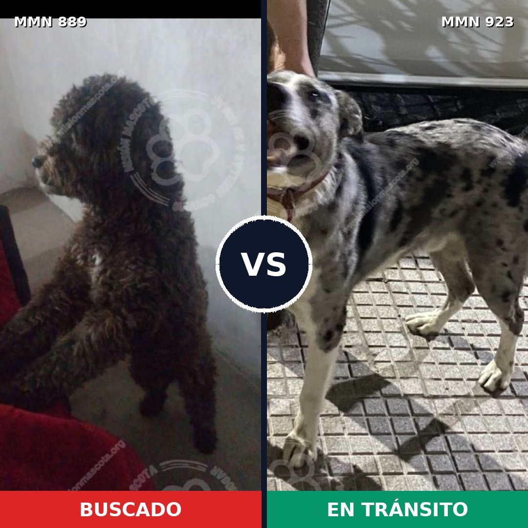 Comparativa MMS 14850: mascota perdida y mascota encontrada, 54% de similitud