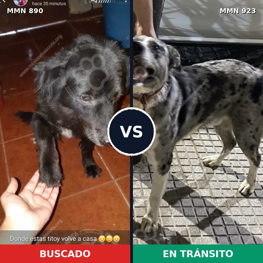 Comparativa MMS 14851: mascota perdida y mascota encontrada, 44% de similitud