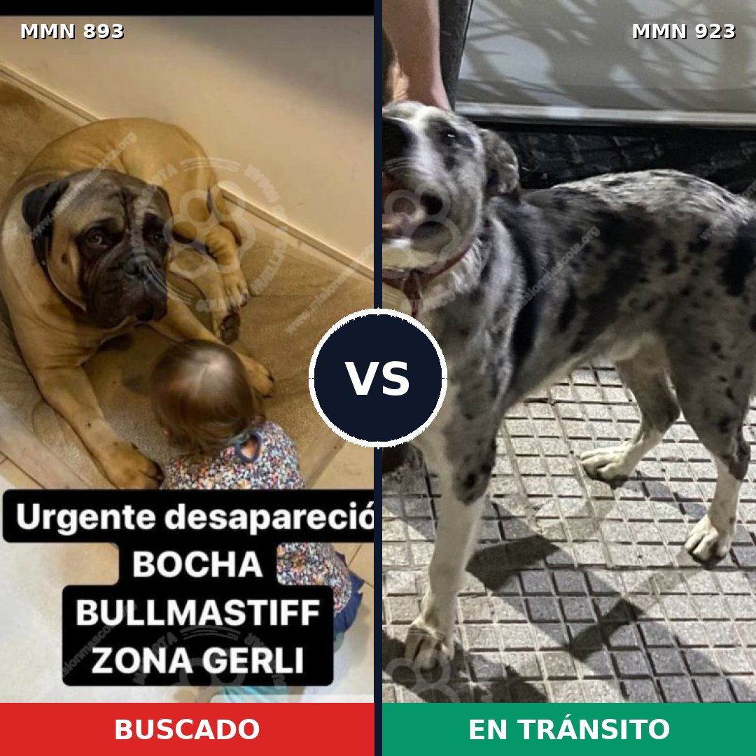 Comparativa MMS 14852: mascota perdida y mascota encontrada, 27% de similitud