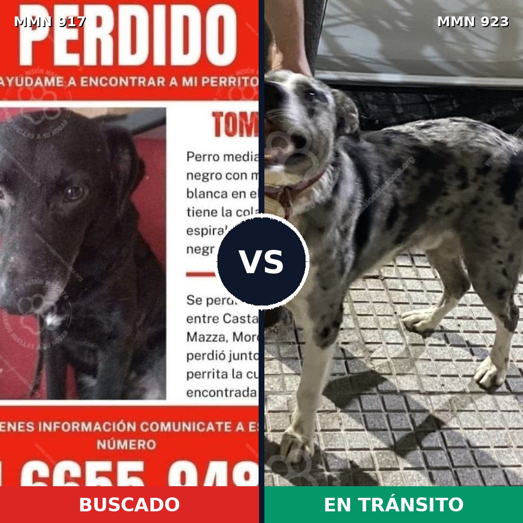 Comparativa MMS 14856: mascota perdida y mascota encontrada, 54% de similitud