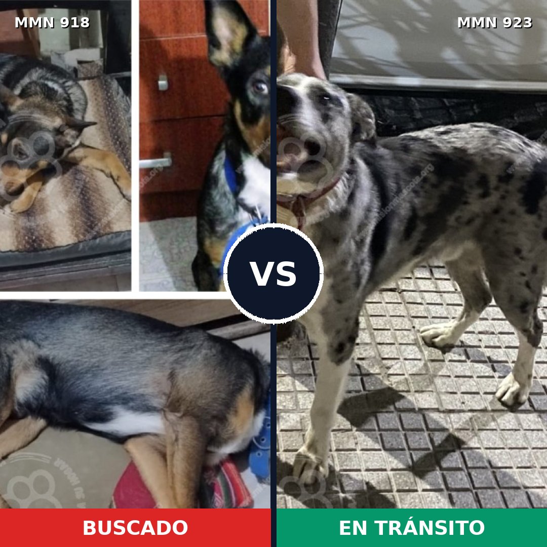 Comparativa MMS 14857: mascota perdida y mascota encontrada, 53% de similitud