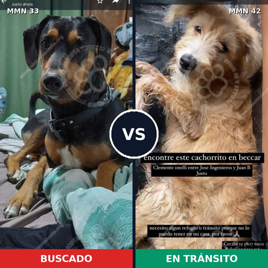 Comparativa MMS 1486: mascota perdida y mascota encontrada, 48% de similitud
