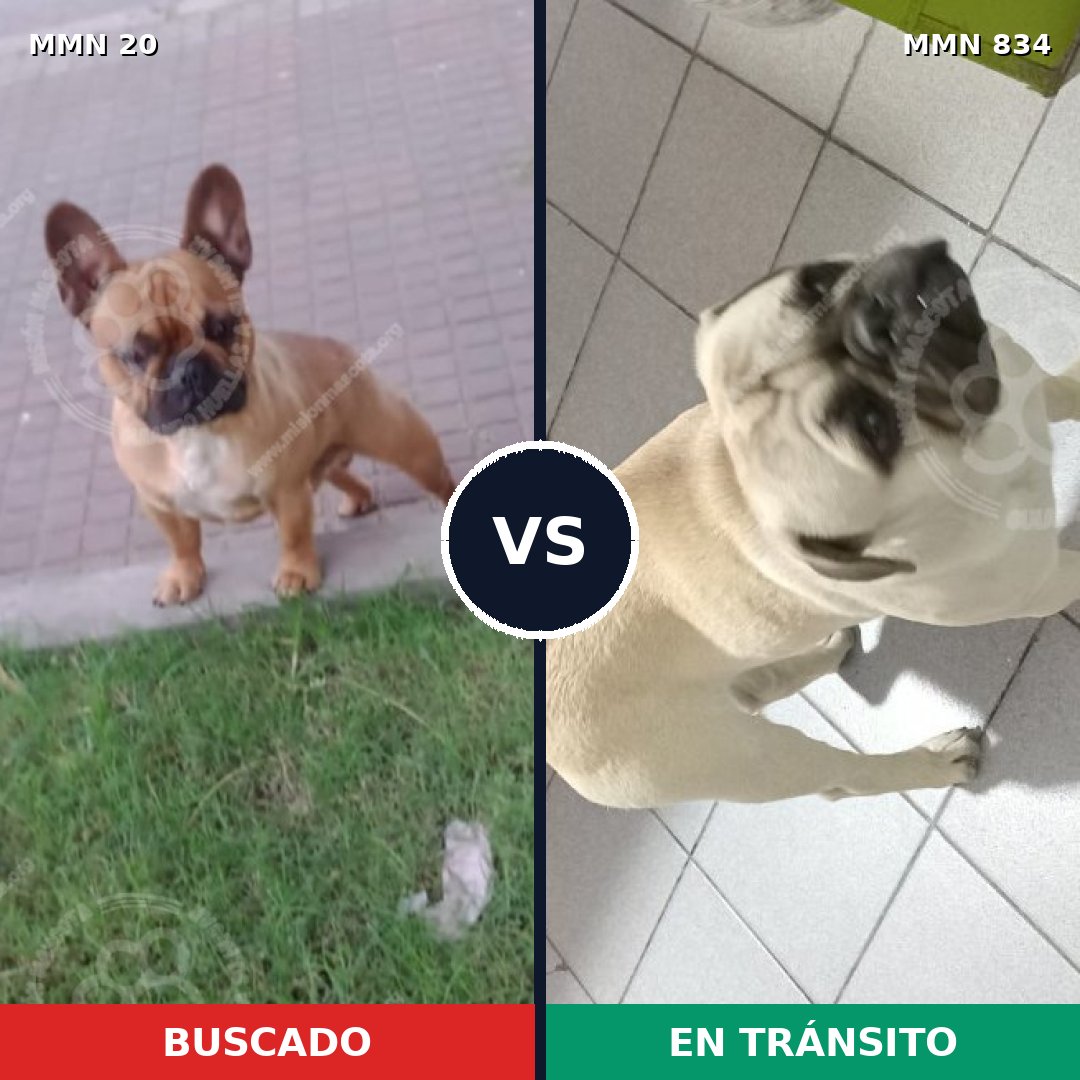 Comparativa MMS 14862: mascota perdida y mascota encontrada, 41% de similitud