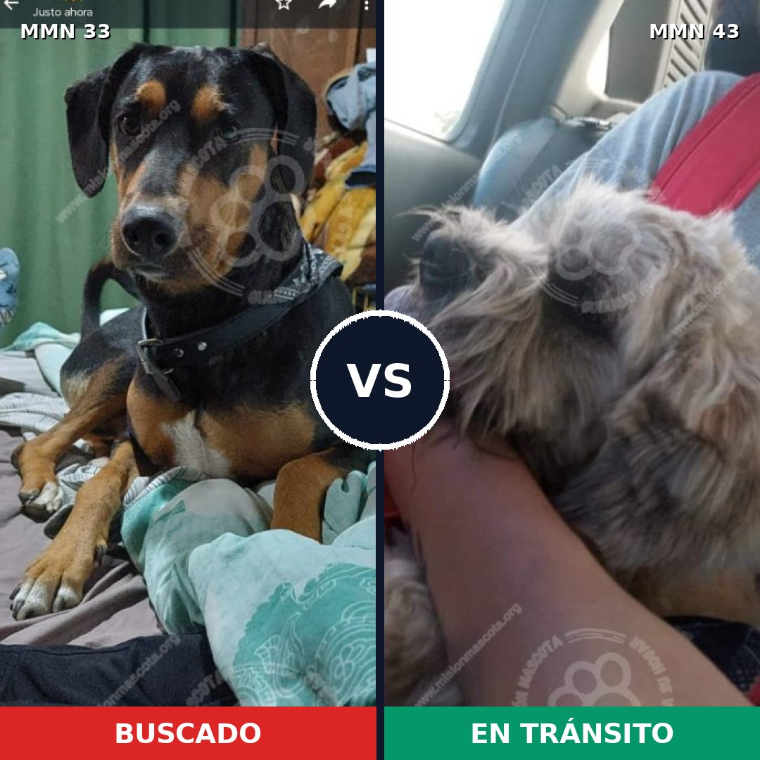 Comparativa MMS 1487: mascota perdida y mascota encontrada, 49% de similitud
