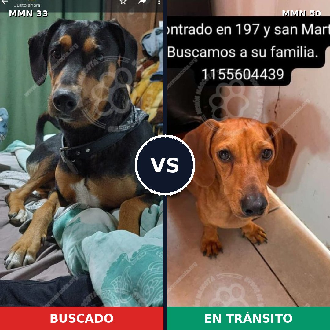 Comparativa MMS 1488: mascota perdida y mascota encontrada, 25% de similitud