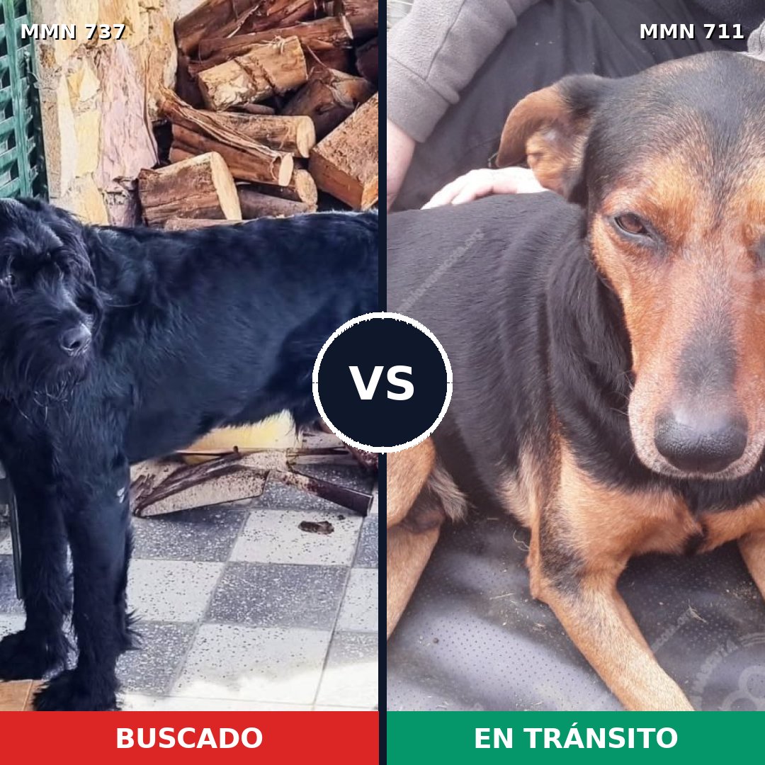 Comparativa MMS 14887: mascota perdida y mascota encontrada, 32% de similitud