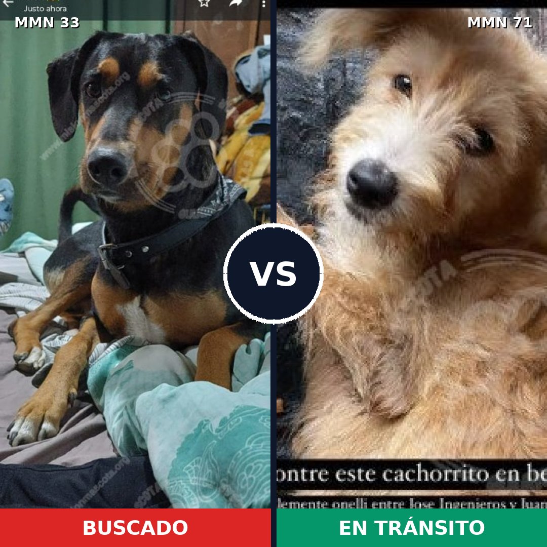 Comparativa MMS 1489: mascota perdida y mascota encontrada, 59% de similitud