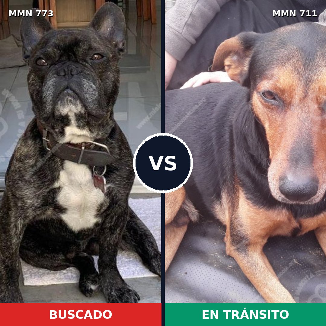 Comparativa MMS 14890: mascota perdida y mascota encontrada, 36% de similitud