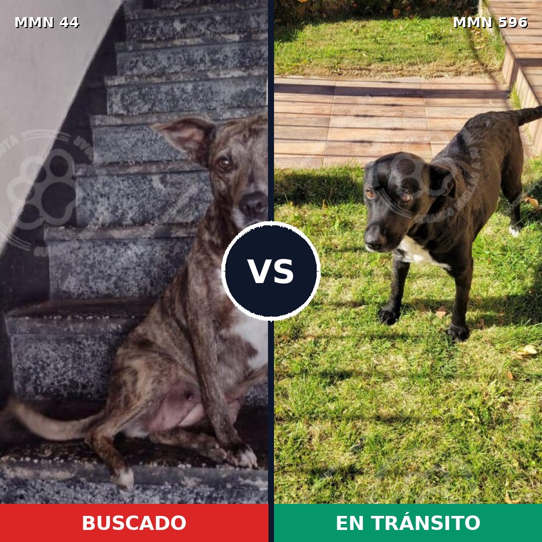 Comparativa MMS 14891: mascota perdida y mascota encontrada, 64% de similitud