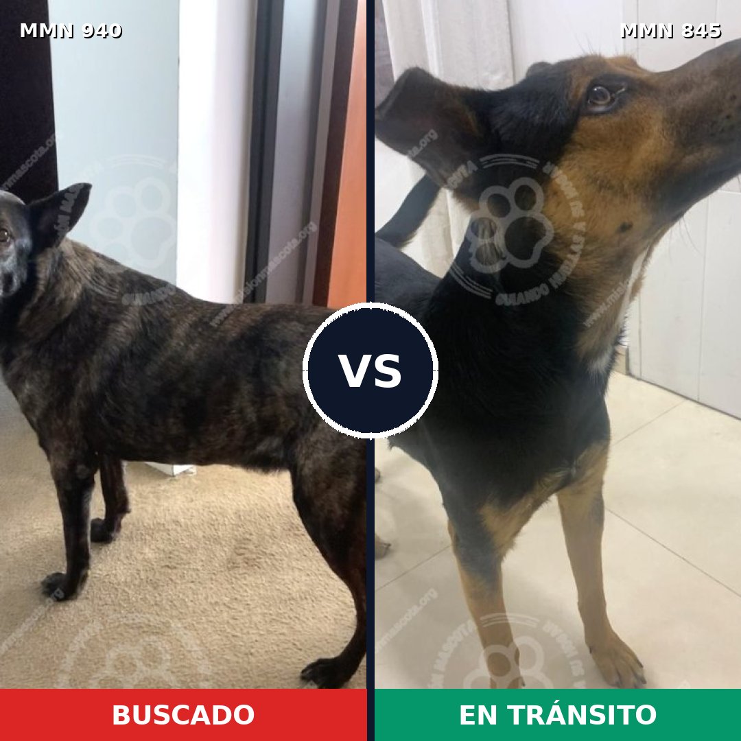 Comparativa MMS 14892: mascota perdida y mascota encontrada, 53% de similitud