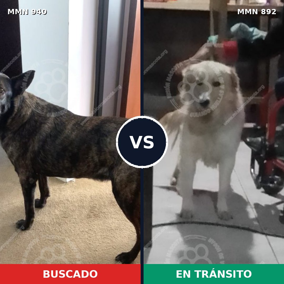 Comparativa MMS 14894: mascota perdida y mascota encontrada, 64% de similitud