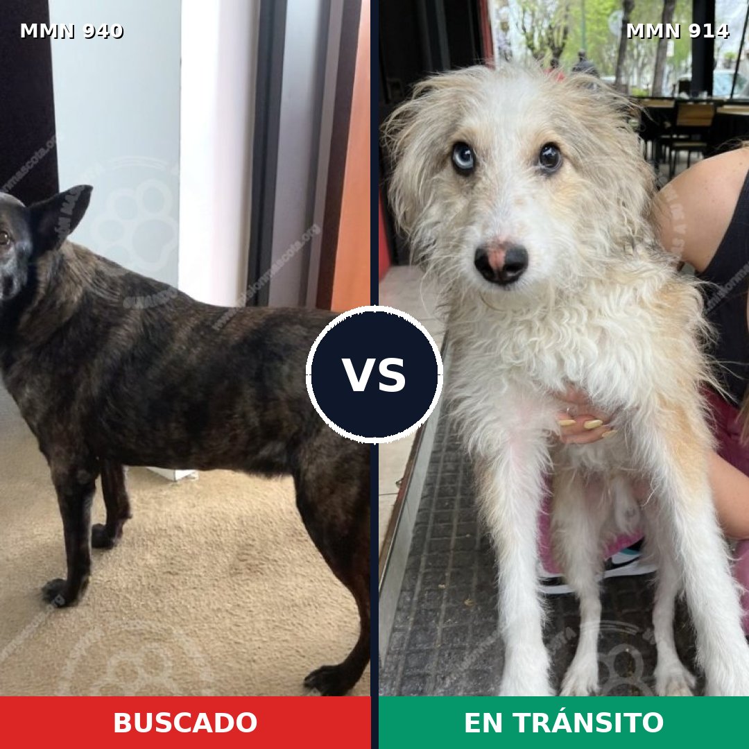 Comparativa MMS 14895: mascota perdida y mascota encontrada, 27% de similitud