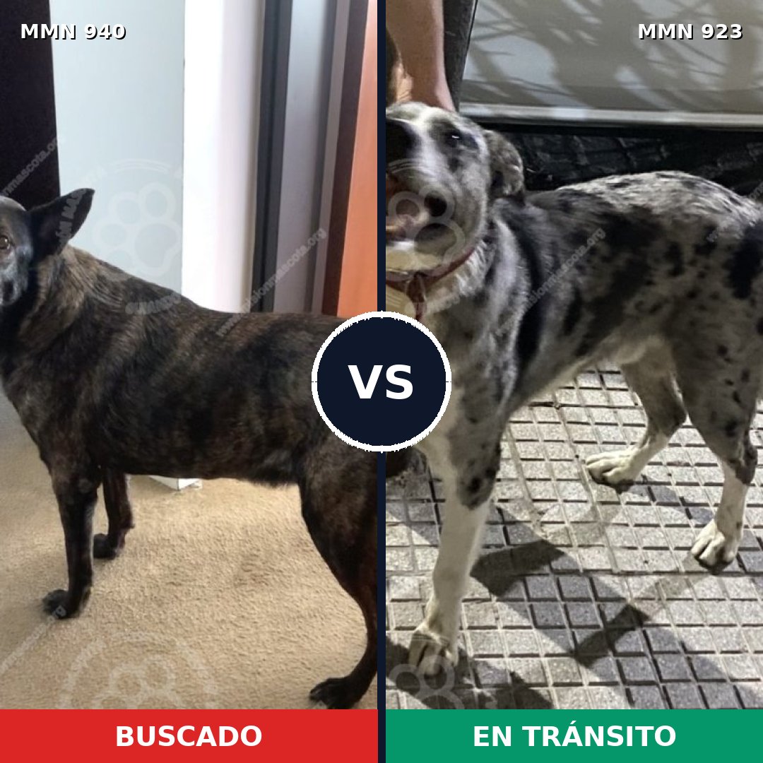 Comparativa MMS 14896: mascota perdida y mascota encontrada, 58% de similitud