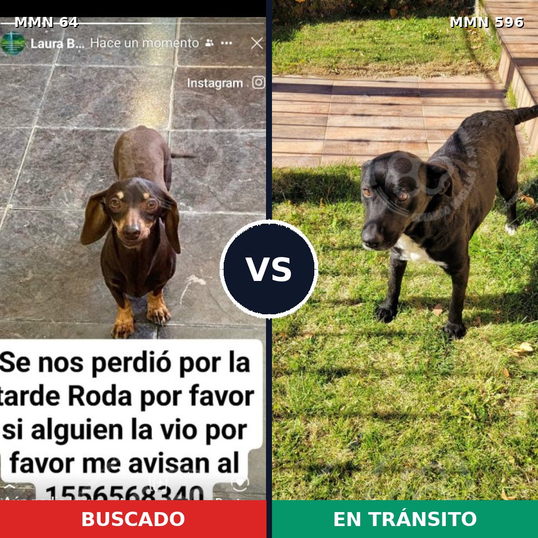 Comparativa MMS 14897: mascota perdida y mascota encontrada, 21% de similitud