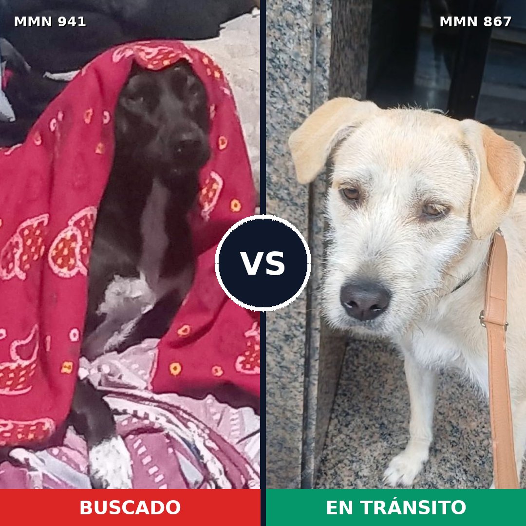 Comparativa MMS 14898: mascota perdida y mascota encontrada, 37% de similitud