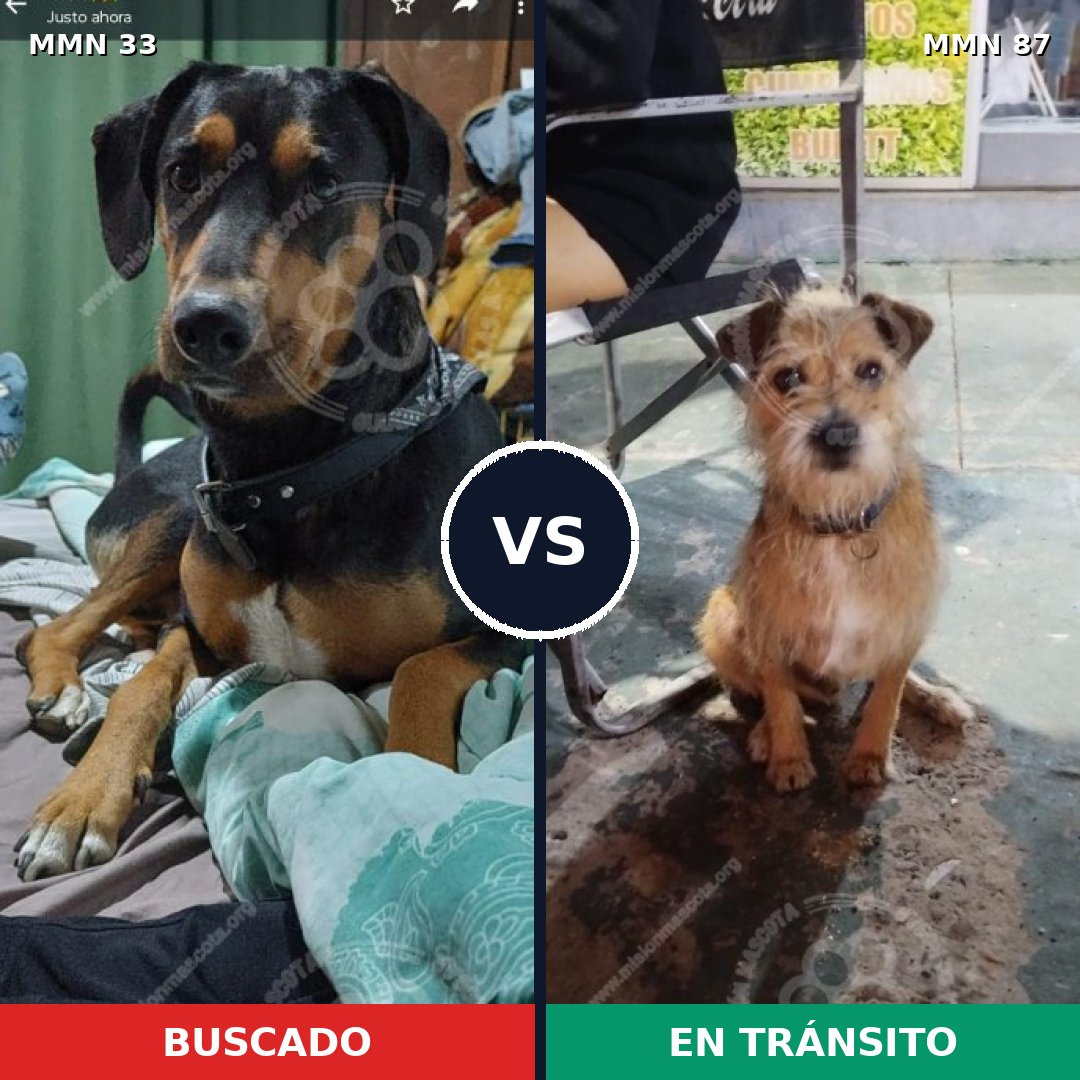 Comparativa MMS 1490: mascota perdida y mascota encontrada, 66% de similitud