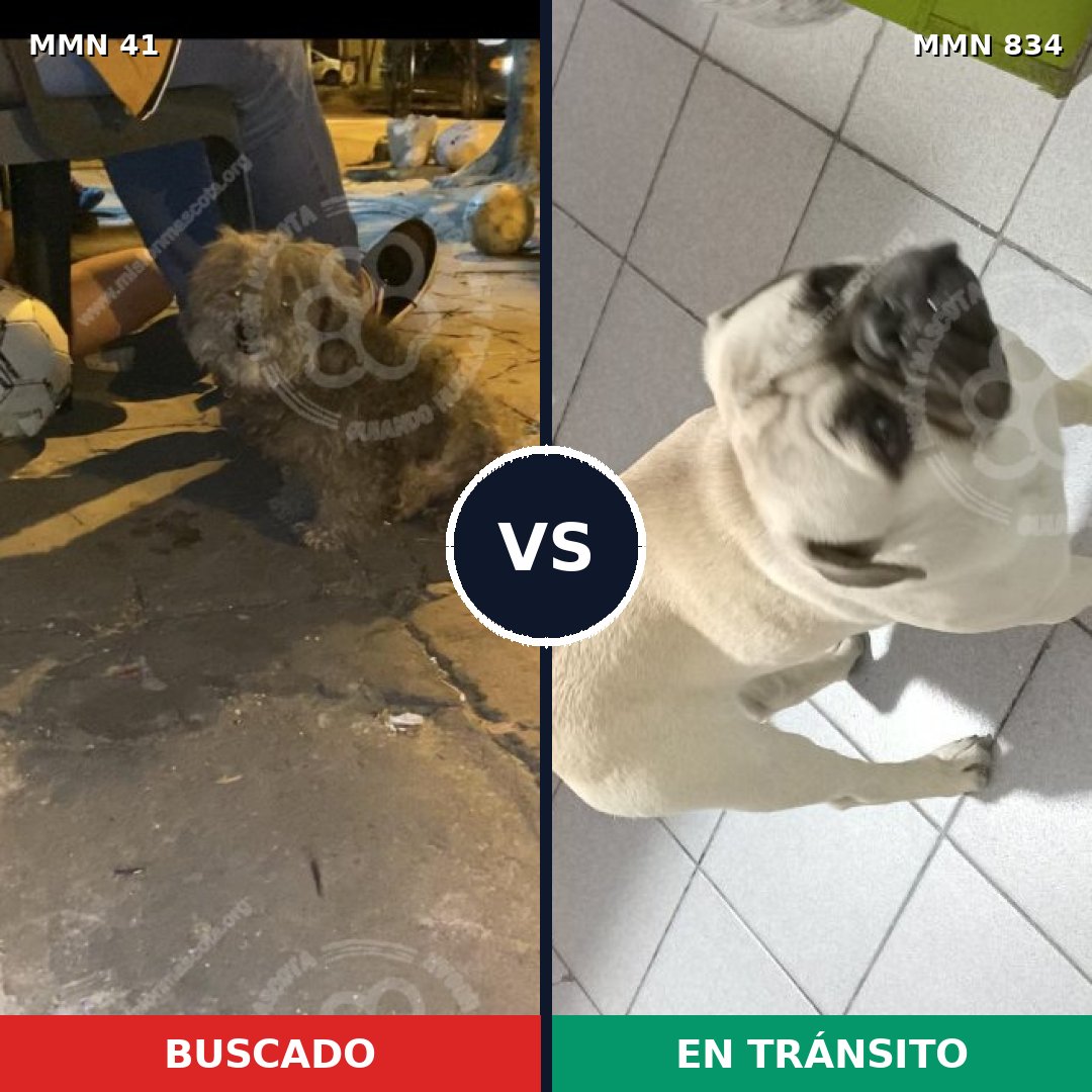 Comparativa MMS 14901: mascota perdida y mascota encontrada, 30% de similitud
